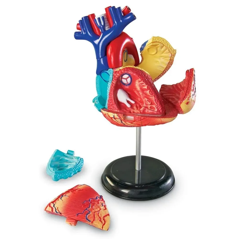 Anatomy Model - Heart