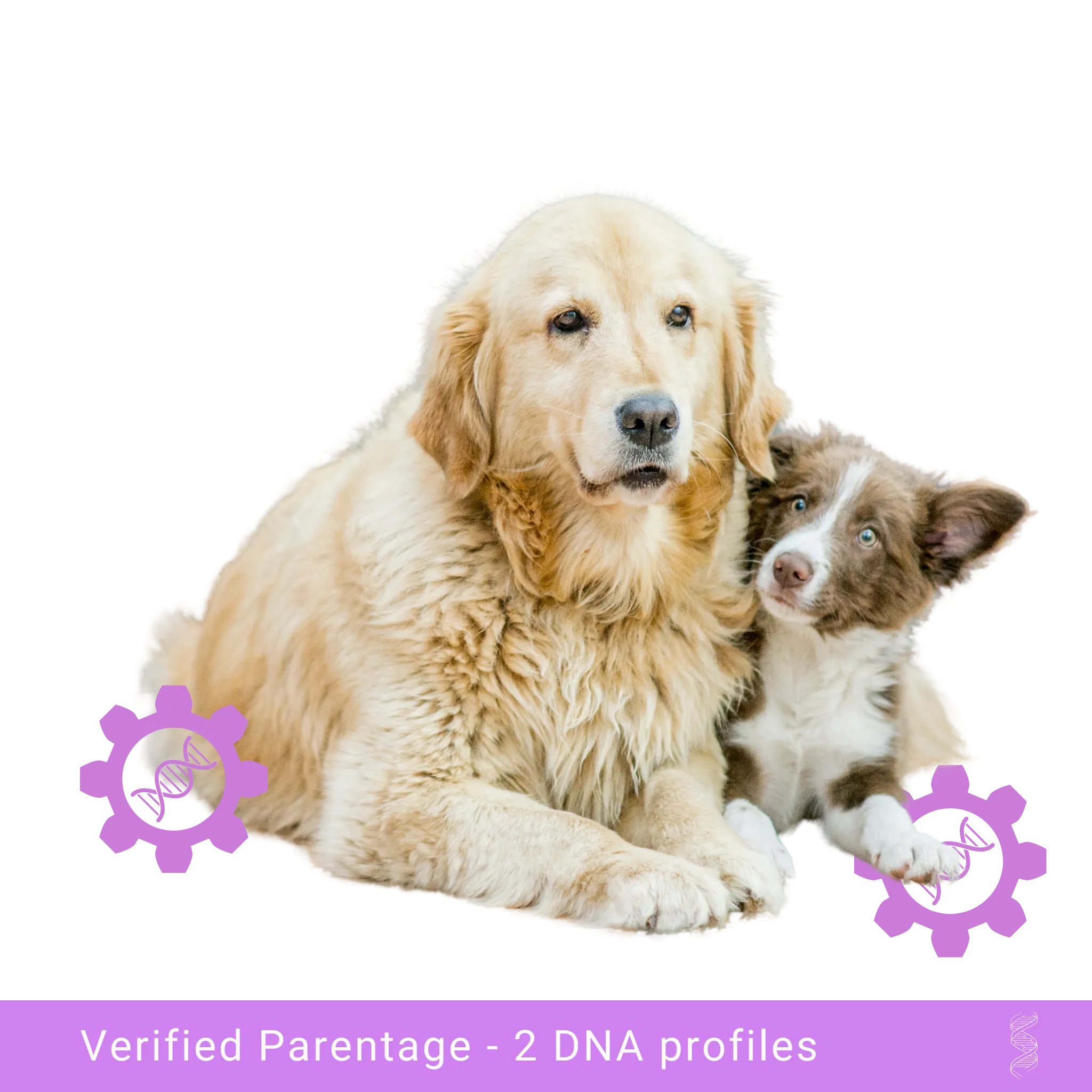 Canine DNA Profiling and Parentage Analysis