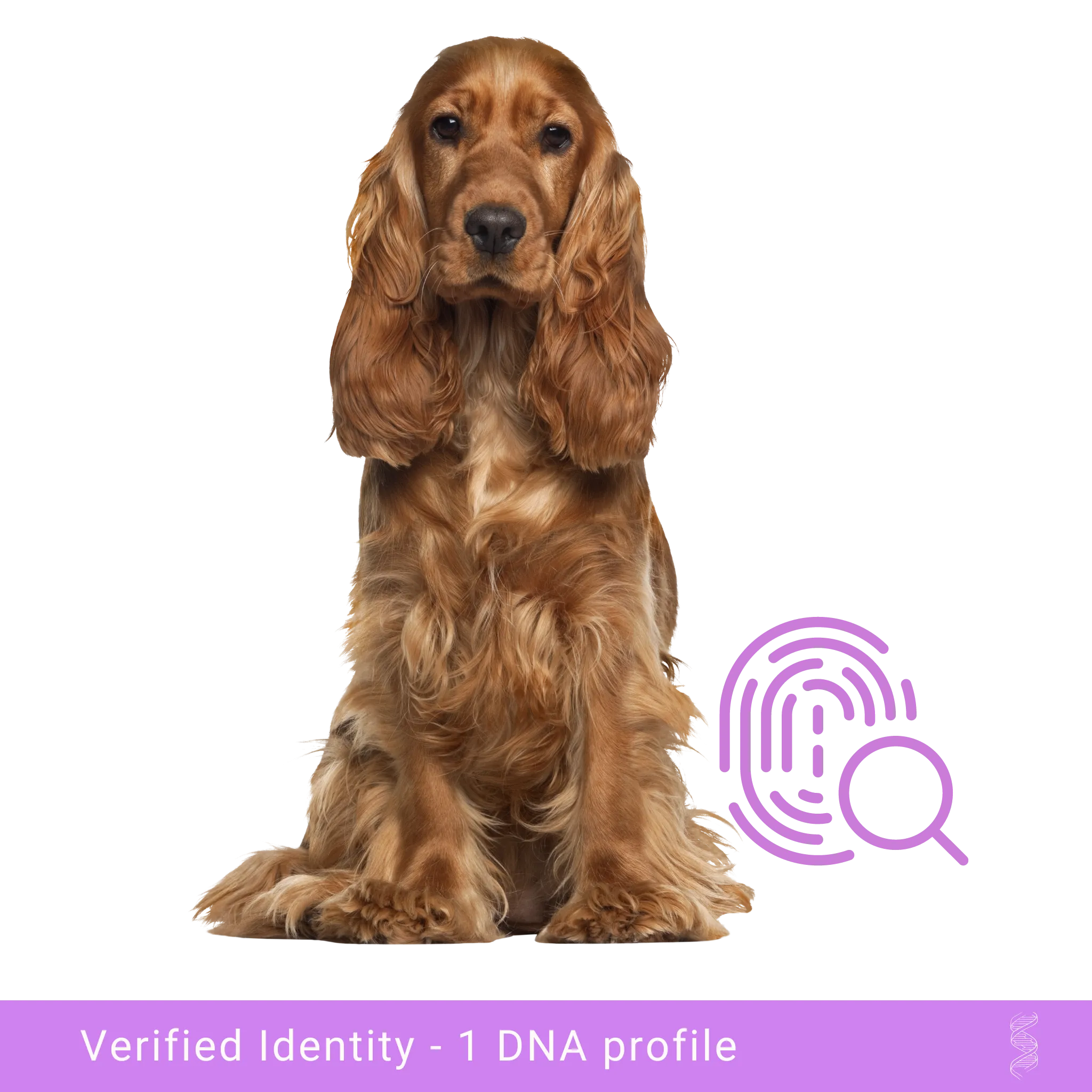 Canine DNA Profiling and Parentage Analysis