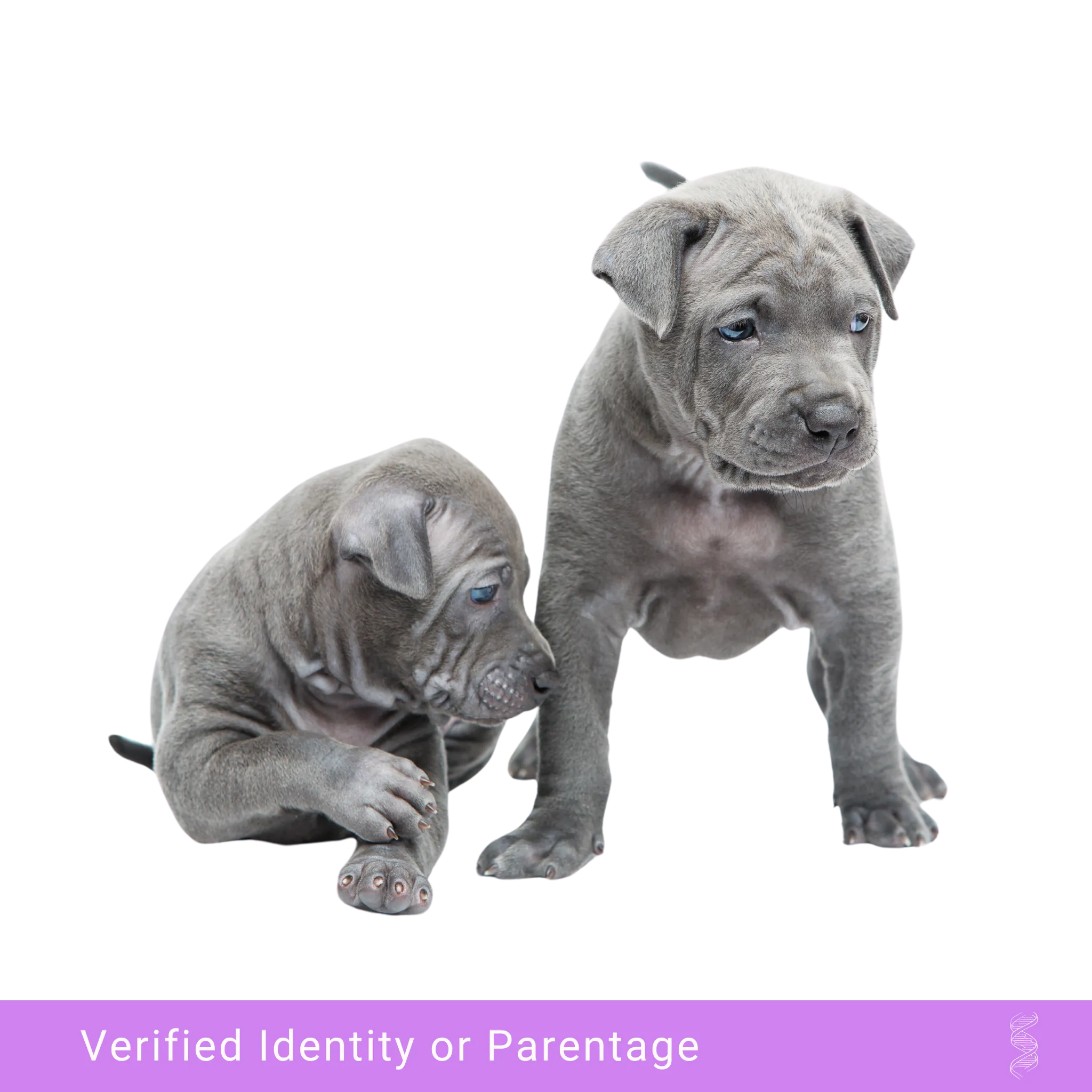 Canine DNA Profiling and Parentage Analysis