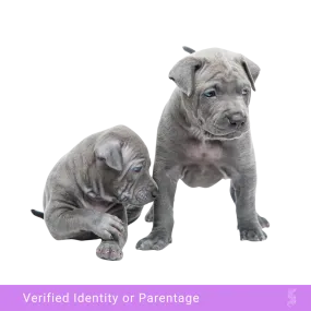 Canine DNA Profiling and Parentage Analysis