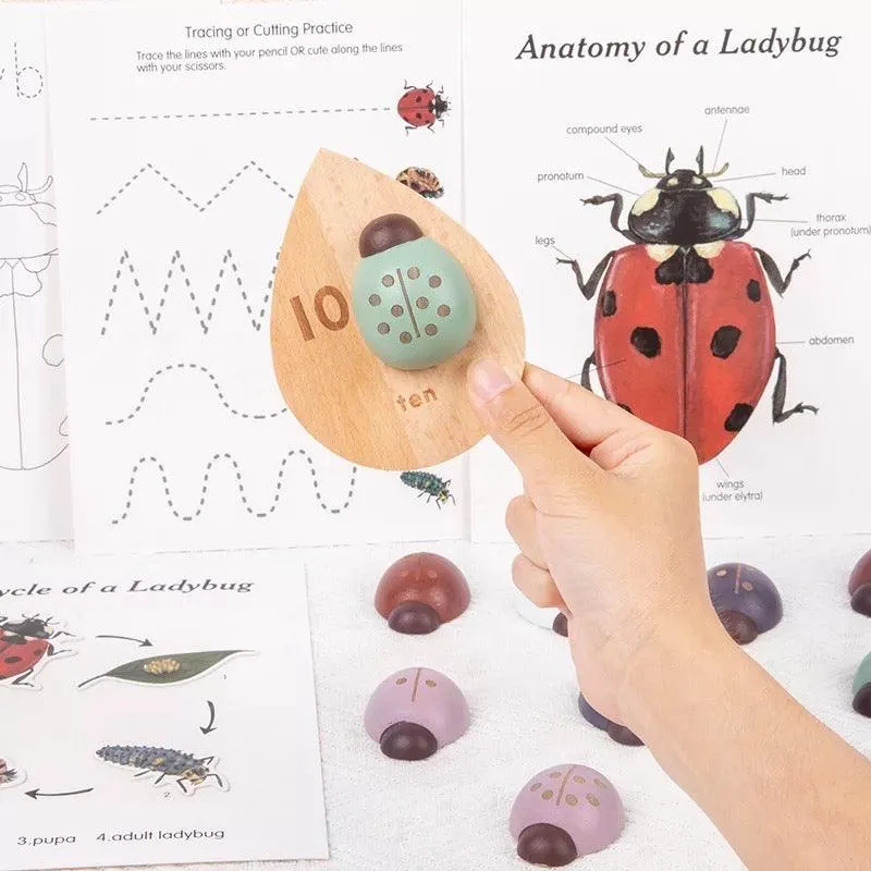 Montessori Wooden Maths Learning | Ladybug Study