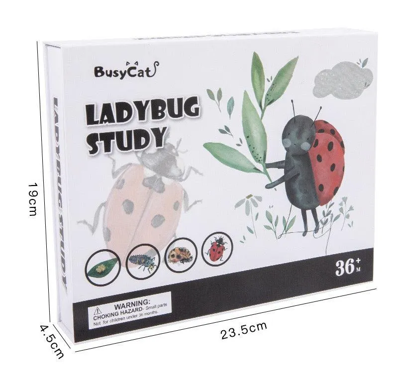 Montessori Wooden Maths Learning | Ladybug Study